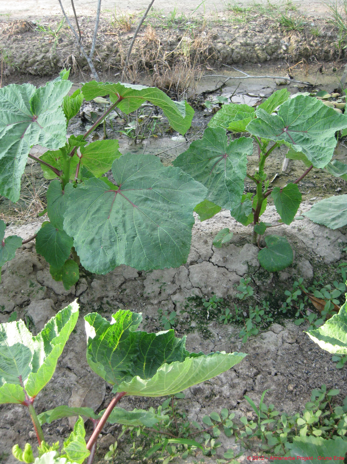 Lady Finger planting 16
